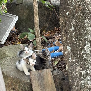 生後2ヶ月くらい　3匹の子猫ちゃん