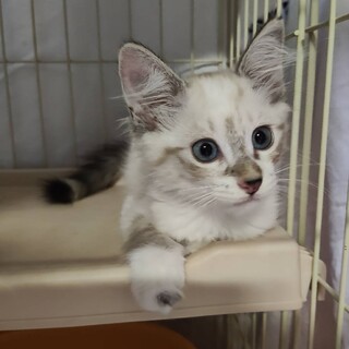 ふわふわ青い瞳の半長毛子猫のマイコ♡