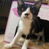 遊ぶの大好き♪ハチワレ子猫「星子」ちゃん