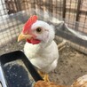 うこちーず