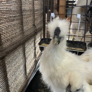 烏骨鶏 オス 里親様募集