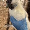 烏骨鶏 オス 里親様募集 サムネイル2