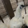 烏骨鶏 オス 里親様募集 サムネイル3