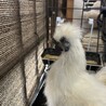 烏骨鶏 オス 里親様募集 サムネイル4