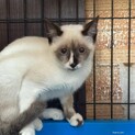 ちょっとシャイ　兄猫ブラザーが大好き　シスター