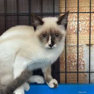 ちょっとシャイ　兄猫ブラザーが大好き　シスター