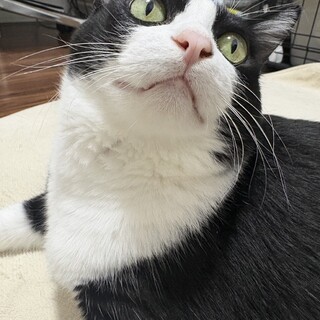 ハツ：お目目まんまる！愛されビッグボディ！