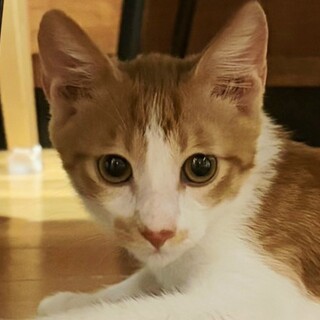 シャーっ→ナデナデ→ゴロゴロ♥こくまろ3か月半