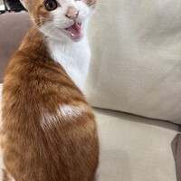 ハチワレくん