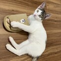 9/20里親会♫甘えんぼキジ白子猫♀いろは