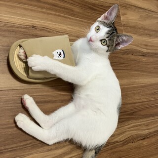 9/20里親会♫甘えんぼキジ白子猫♀いろは