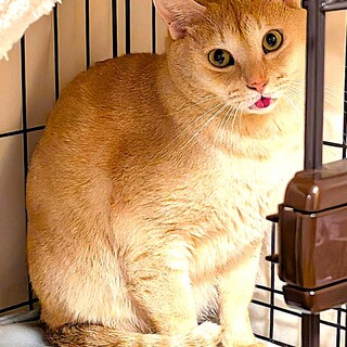 チャイは優しいお兄ちゃん！