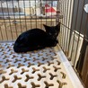 可愛い白猫 サムネイル2