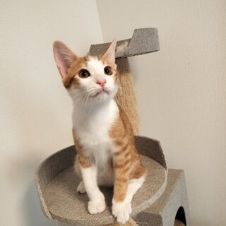 【再募集】可愛い茶白子猫の里親様募集！