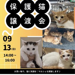 名古屋市守山区天明寺にて保護猫譲渡会