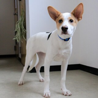 つぶらな瞳で愛嬌たっぷりの子犬の女の子