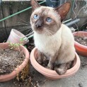 シャムミックス猫です。