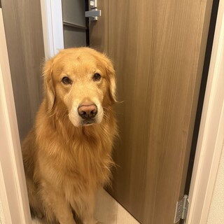 てんかんあり、ゴールデンレトリバー3歳、男の子