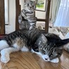どらみこ