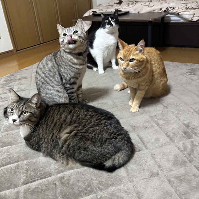 どらみこのカバー写真
