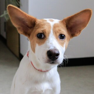 元気いっぱい大きなお耳が可愛い子犬の女の子