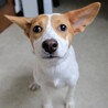 元気いっぱい大きなお耳が可愛い子犬の女の子