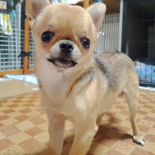 天真爛漫なチワワ　チビ太くん