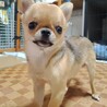 天真爛漫なチワワ　チビ太くん