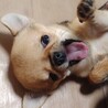 天真爛漫なチワワ　チビ太くん