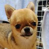 天真爛漫なチワワ　チビ太くん