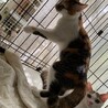 狸みたいなしま三毛 メーガンちゃん サムネイル4