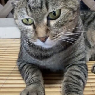 超甘えん坊！キジくん　去勢済み　5歳