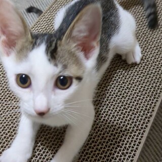 サバ白 × 岡山県が募集対象」保護猫の里親募集情報【掲載順