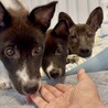 周南市徳山出身の甘えん坊のあさがおちゃん サムネイル4