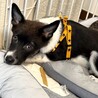 周南市徳山出身の心優しいひなた君 サムネイル5