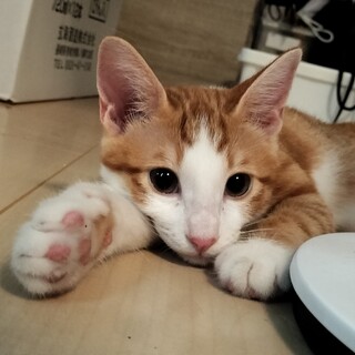 【再募集】可愛い茶白子猫の里親様募集！