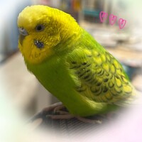 あめ