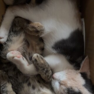 飼育することが困難なためよろしくお願いします。