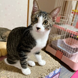 元気いっぱい甘えん坊の男の子
