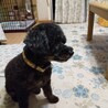 かわいいかわいいコロンちゃん サムネイル2