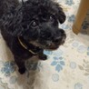 かわいいかわいいコロンちゃん サムネイル3