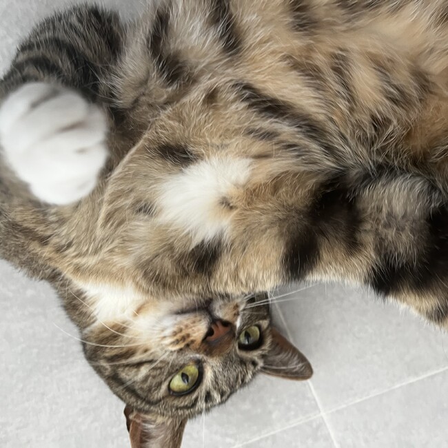 懐炉のカバー写真