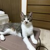 のんびり穏やか〜おっとり3兄妹のイケメン♡ひおり