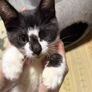 白黒　コアラな男の子