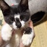 白黒　コアラな男の子