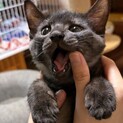 ブラックタビーな男の子