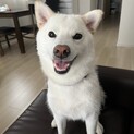人が大好きで可愛い白柴の女の子3歳