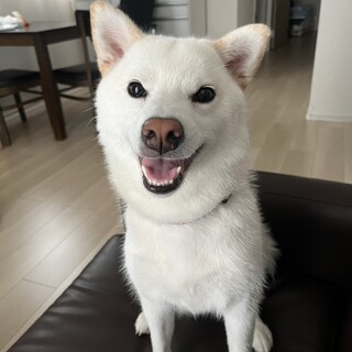 人が大好きで可愛い白柴の女の子3歳