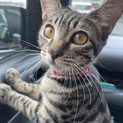 元気なキジ猫の女の子です