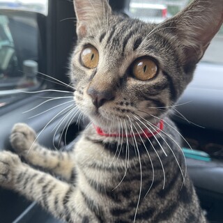 元気なキジ猫の女の子です